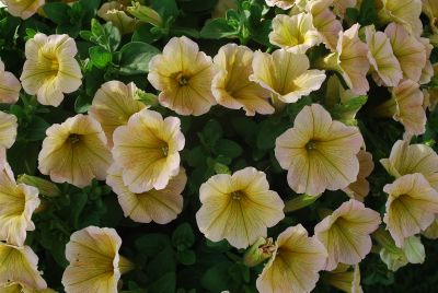 Potunia Plus Petunia Banana