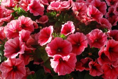 Petunia Potunia Plus 'Strawberry Ice'