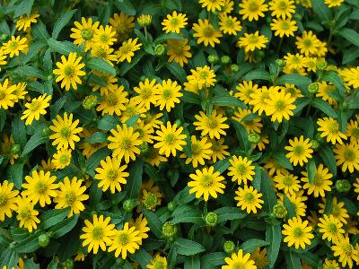 Sanvitalia Sunvy 'Yellow-Steel'