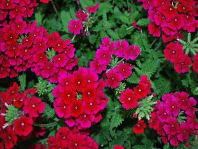 Empress-Flair Verbena Cherry 