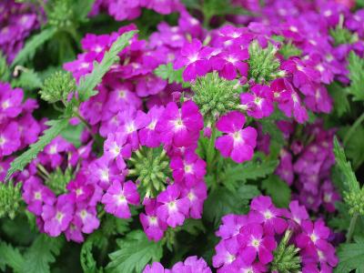 Verbena Empress-Flair 'Purple-Sky'