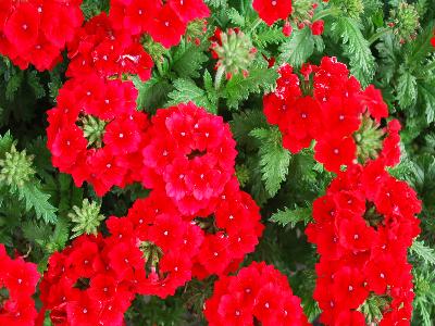 Verbena Empress-Flair 'Red'