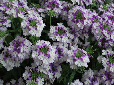 Wicked Verbena Blue 