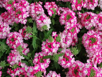 Wicked Verbena Hot-Pink 