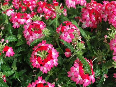 Verbena Wicked 'Pink-Pepper'