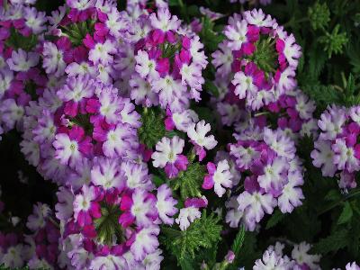 Wicked Verbena Purple 