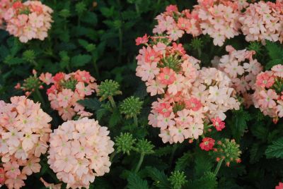 Verbena Empress Flair 'Peach'