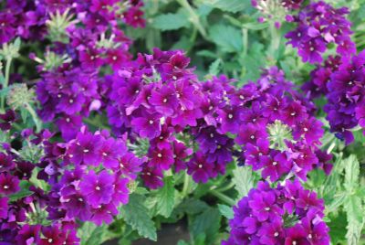 Empress Verbena Imperial Blue 