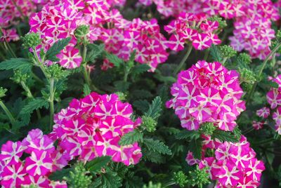 Estrella Verbena Pink Star 