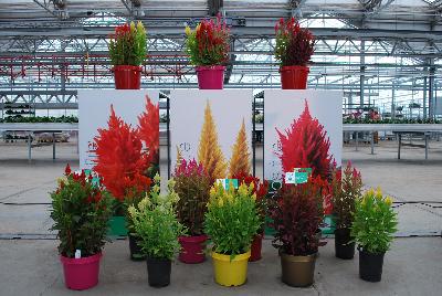   Celosia  : Welcome to Beekenkamp @ Floricultura, Spring Trials 2016, featuring a full line of Kelos® and other celosia.