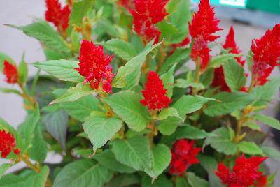 Beekenkamp: Kelos® Fire Celosia Red 