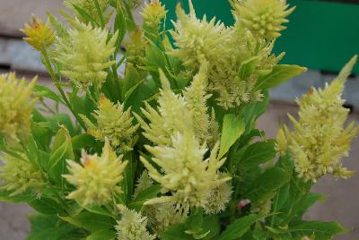 Beekenkamp: Kelos® Fire Celosia Lime 