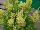 Beekenkamp: Celosia plumosa 'Lime' 