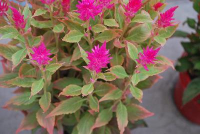 Celosia Kelos® Fire 'Pink'