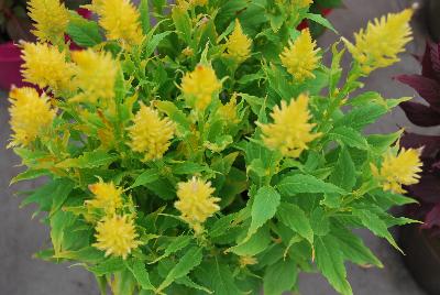 Celosia Kelos® Fire 'Yellow'