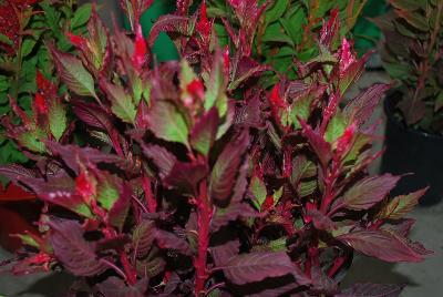 Celosia Kelos® Fire 'Scarlet Improved'