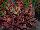 Beekenkamp: Celosia plumosa 'Scarlet Improved' 