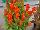 Beekenkamp: Celosia plumosa 'Orange' 