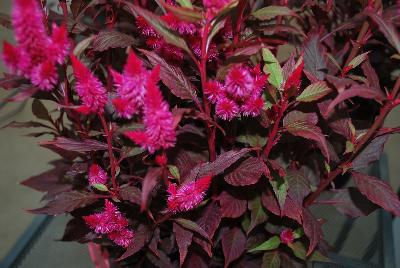 Celosia Kelos® Atomic 'Purple Pink'