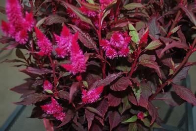 Beekenkamp: Kelos® Atomic Celosia Purple Pink 