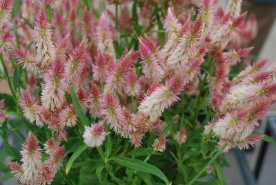 Kelos® Atomic Celosia plumosa Light Pink 