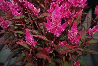 Beekenkamp: Kelos® Atomic Celosia Neon Purple 