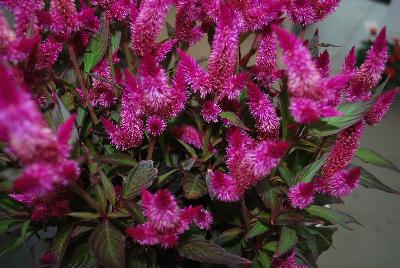 Kelos® Atomic Celosia plumosa Violet 