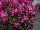 Beekenkamp: Celosia plumosa 'Violet' 