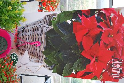  Astro® Poinsettia  : As seen @ Beekenkamp Spring Trials 2016.  A new partnership with Danziger “Dan” Flower Farm.