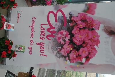  Evi® Begonia elator : As seen @ Beekenkamp Spring Trials 2016. Evi Loves You!  Everywhere She Goes....  Great for quart, 6-inch and gallon containers as well as hanging baskets.