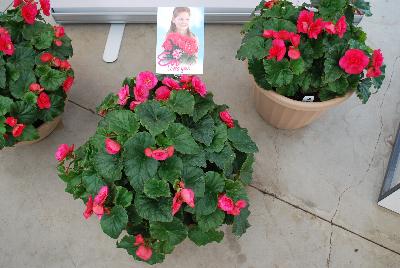  Evi® Begonia elator : As seen @ Beekenkamp Spring Trials 2016. Evi Loves You!  Everywhere She Goes....  Great for quart, 6-inch and gallon containers as well as hanging baskets.