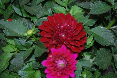 Dahlia Labella® Medio 'Dark Red'