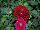 Beekenkamp: Dahlia hybrid 'Dark Red' 