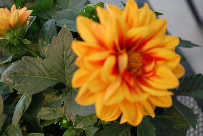 Labella® Medio Dahlia hybrid Golden Eye 