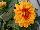 Beekenkamp: Dahlia hybrid 'Golden Eye' 