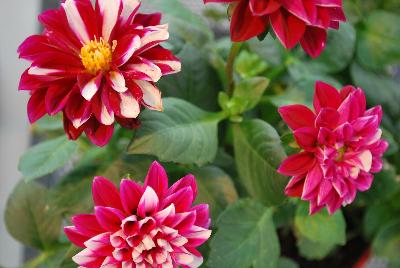 Labella® Medio Dahlia hybrid Crimson Picotee 