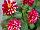 Beekenkamp: Dahlia hybrid 'Crimson Picotee' 