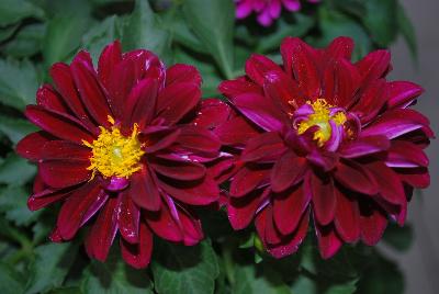 Labella® Medio Dahlia hybrid Purple 