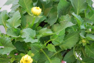 Labella® Medio Dahlia hybrid Yellow 