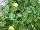 Beekenkamp: Dahlia hybrid 'Yellow' 
