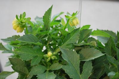 Dahlia Labella® Medio 'White'