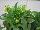 Beekenkamp: Dahlia hybrid 'White' 