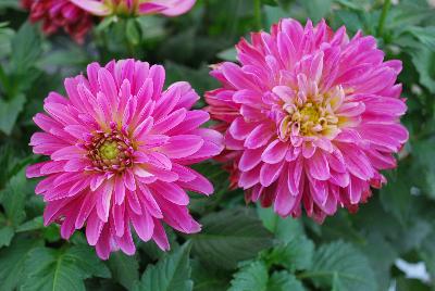 Dahlia Labella® Grande 'Dark Pink'