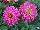Beekenkamp: Dahlia hybrid 'Dark Pink' 