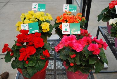   Begonia  : As seen @ Beekenkamp Spring Trials 2016.  Great for quart, 6-inch, gallon containers and hanging baskets, featuring 'Baladin' (red), 'Berseba' (rose), 'Blitz' (yellow) and 'Brit Dark' (orange).