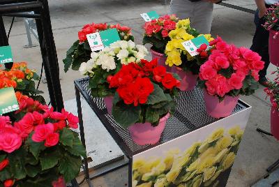   Begonia  : As seen @ Beekenkamp Spring Trials 2016.  Great for quart, 6-inch, gallon containers and hanging baskets, featuring 'Baladin' (red), 'Berseba' (rose), 'Blitz' (yellow) and 'Brit Dark' (orange).