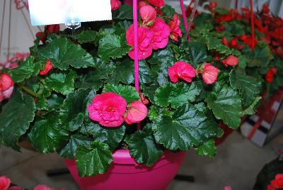 Beekenkamp: Evi® Begonia Bright Pink 