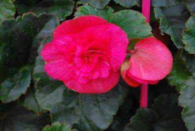 Begonia Evi® 'Bright Pink'