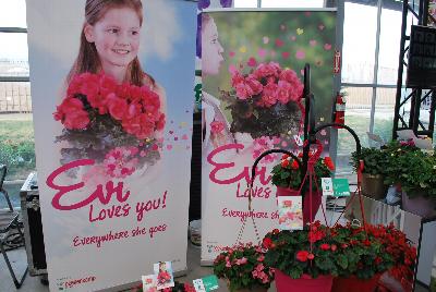  Evi® Begonia elator : As seen @ Beekenkamp Spring Trials 2016. Evi Loves You!  Everywhere She Goes....  Great for quart, 6-inch and gallon containers as well as hanging baskets.