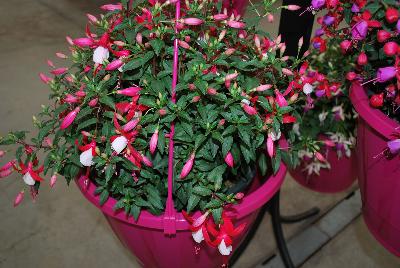 Fuchsia Bella® 'Nora'